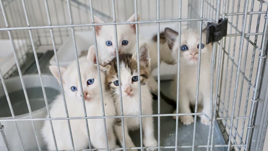 Más de 460 perros y 600 gatos en Álava se han abandonado en los últimos tres años