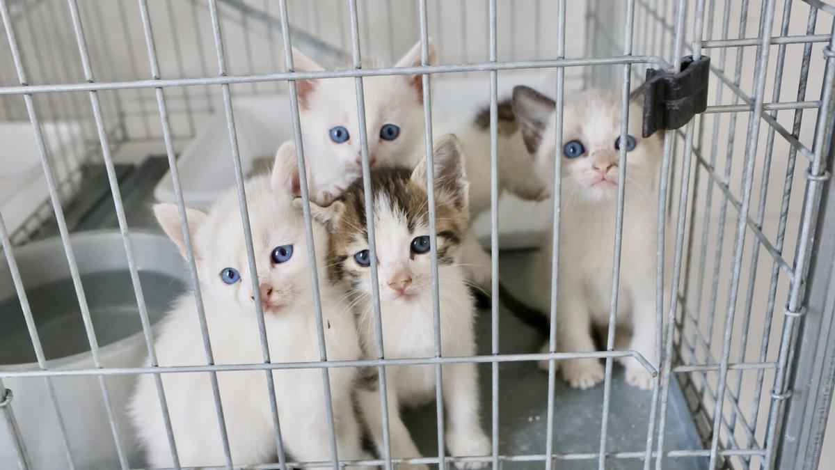 Gatitos en el CPA, del Alto de Armentia