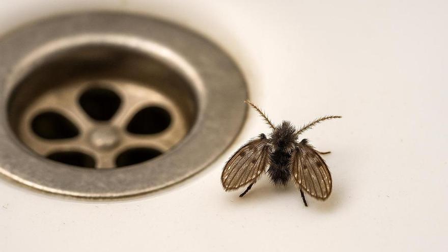 Adiós a las moscas de drenaje: el truco para mantener tu baño libre de estos insectos