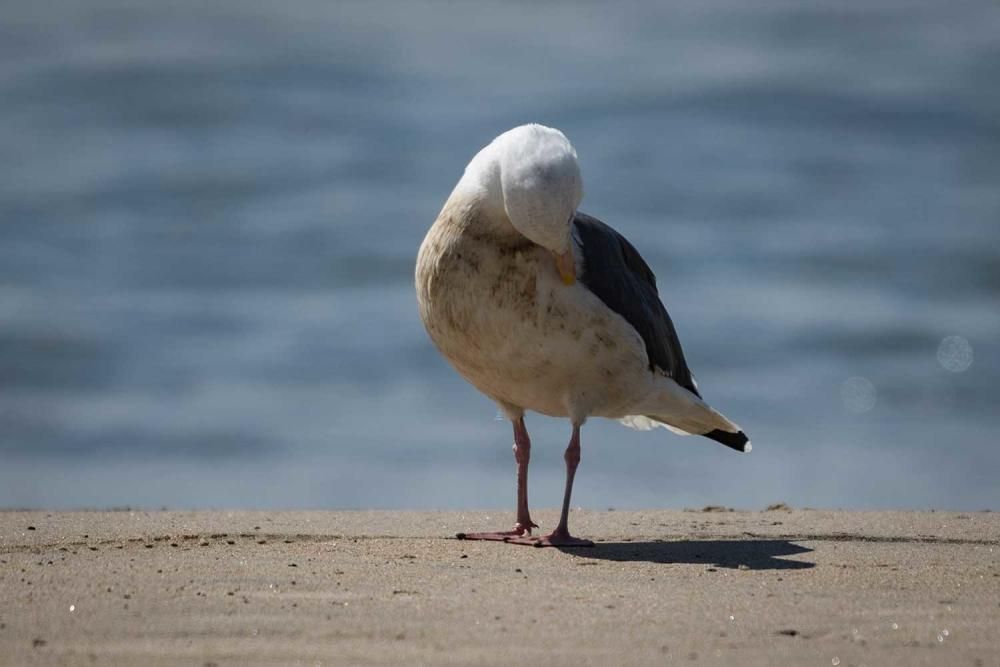 Vertido de crudo en las costas de California