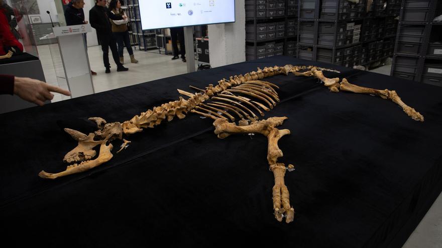 El bisonte de Arracela respalda el trabajo de investigación arqueológica de Navarra