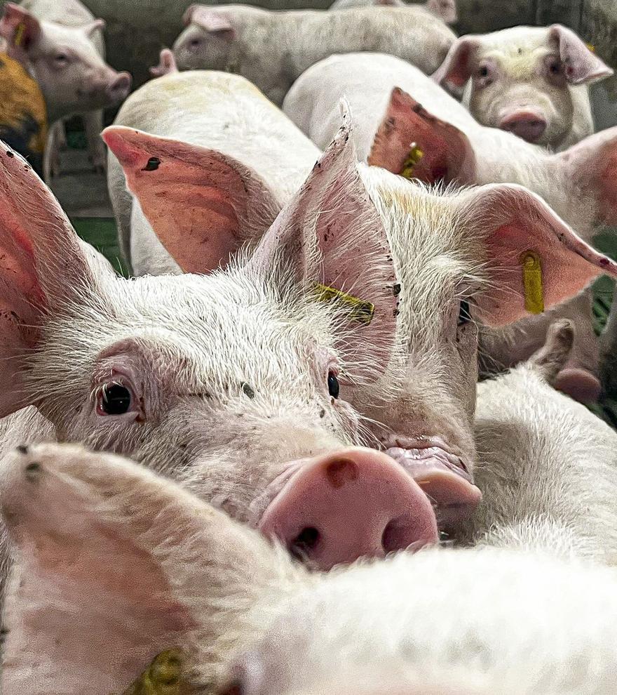 Peste porcina africana: una señal de alerta