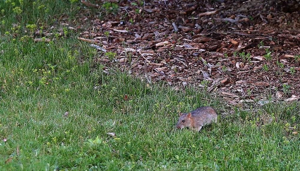 Ratas en la rotonda de los Inteligentes