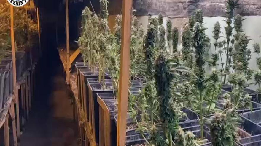 Plantación de marihuana en Eibar