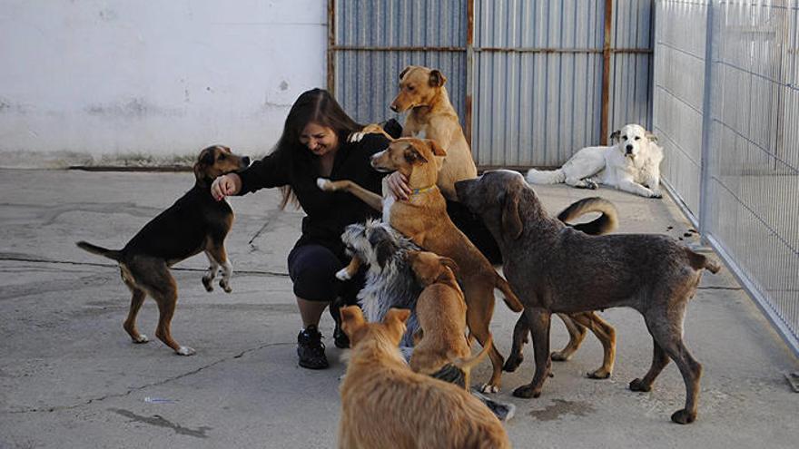 Daniela Salajan juega con un grupo de perros que hay en el refugio lodosano.