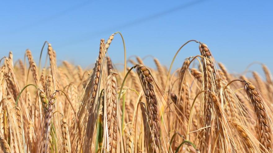 Alertan de una posible crisis de hambre a nivel mundial sin precedentes