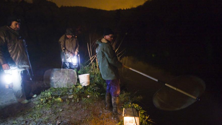 Alerta científica: la angula está al borde de su extinción y piden vedar su pesca