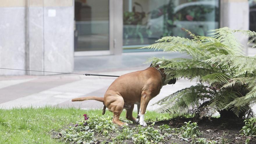Donostia estudia incorporar un sistema de identificación por ADN de perros