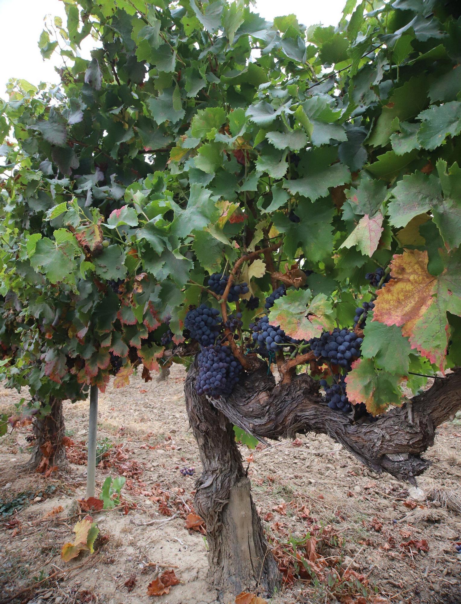 Vendimia en Navarra 2025 | Fotos del simbólico 'corte del último racimo' en Olite