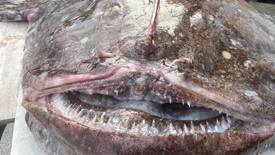 Así es el imponente rape de 40 kilos adquirido por un asador de Bermeo