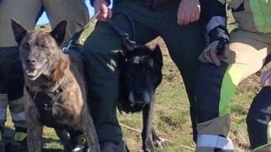 Rescatan un perro perdido en el monte en Güeñes