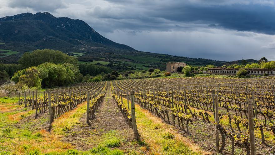 Seleccionados 9 vinos como nuevos embajadores de la Denominación de Origen Navarra 2026