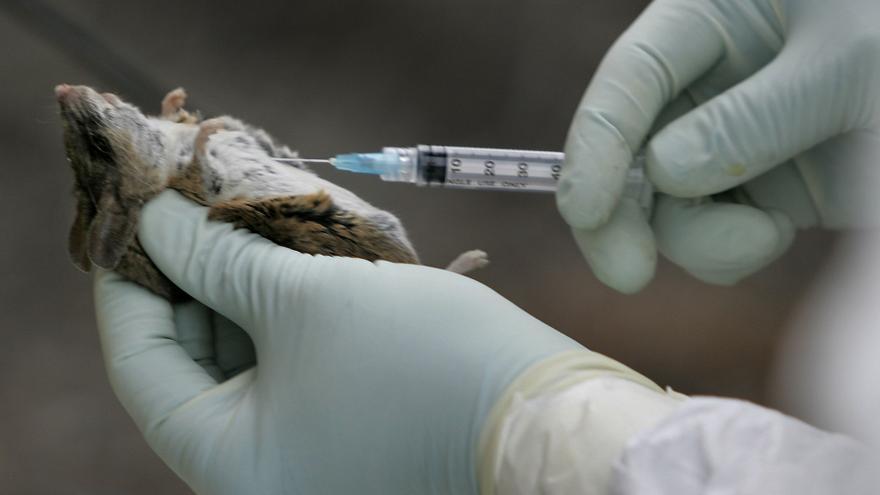 La infección por hantavirus no tiene tratamiento específico ni vacuna