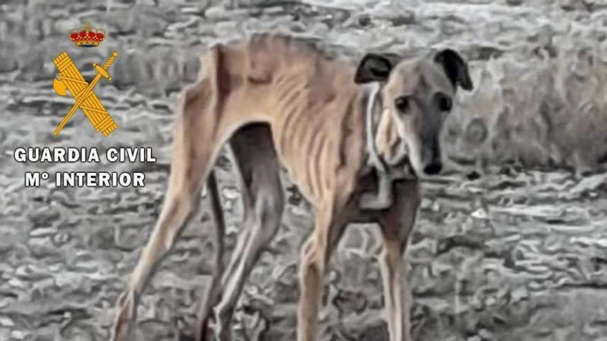 Investigan a un vecino de Azagra por abandono de un galgo, que fue hallado extremadamente delgado