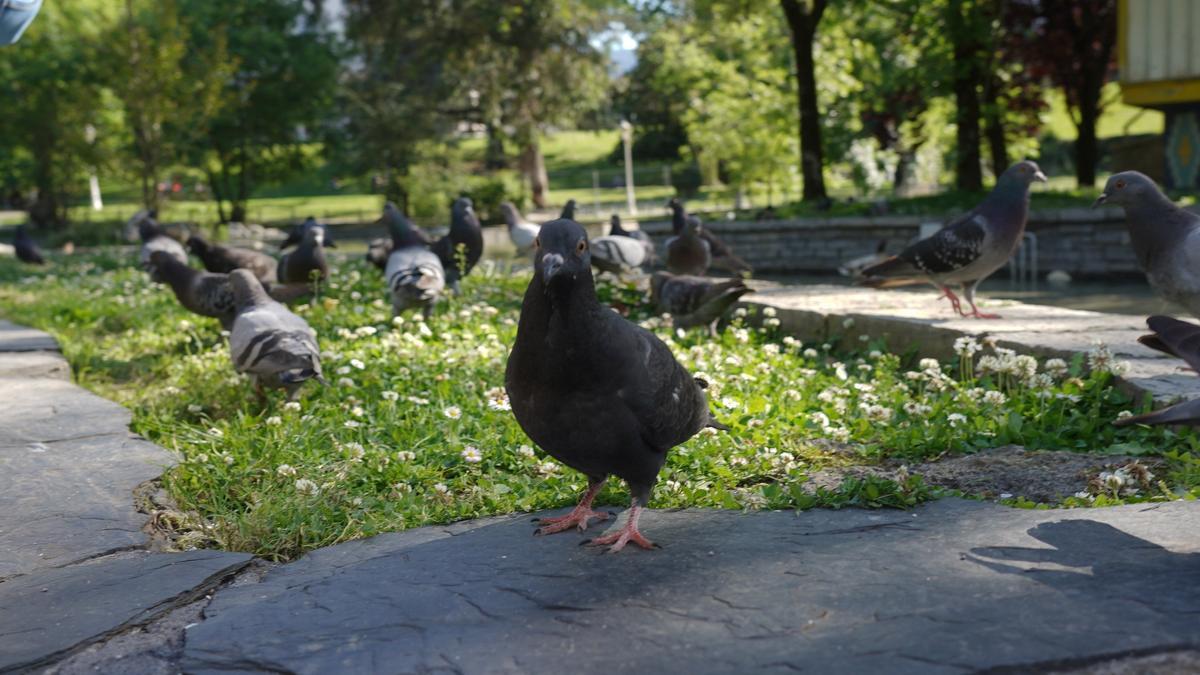 Una propuesta solicita que no se maten palomas.