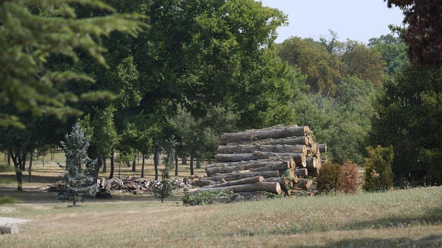 El Ayuntamiento de Pamplona ordena paralizar la tala de 174 árboles en el campus de la Universidad de Navarra
