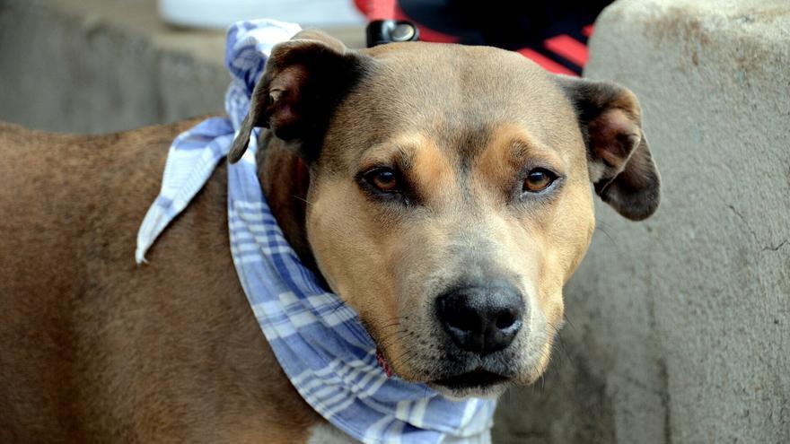 La Eurocámara adopta la primera ley de bienestar para perros y gatos