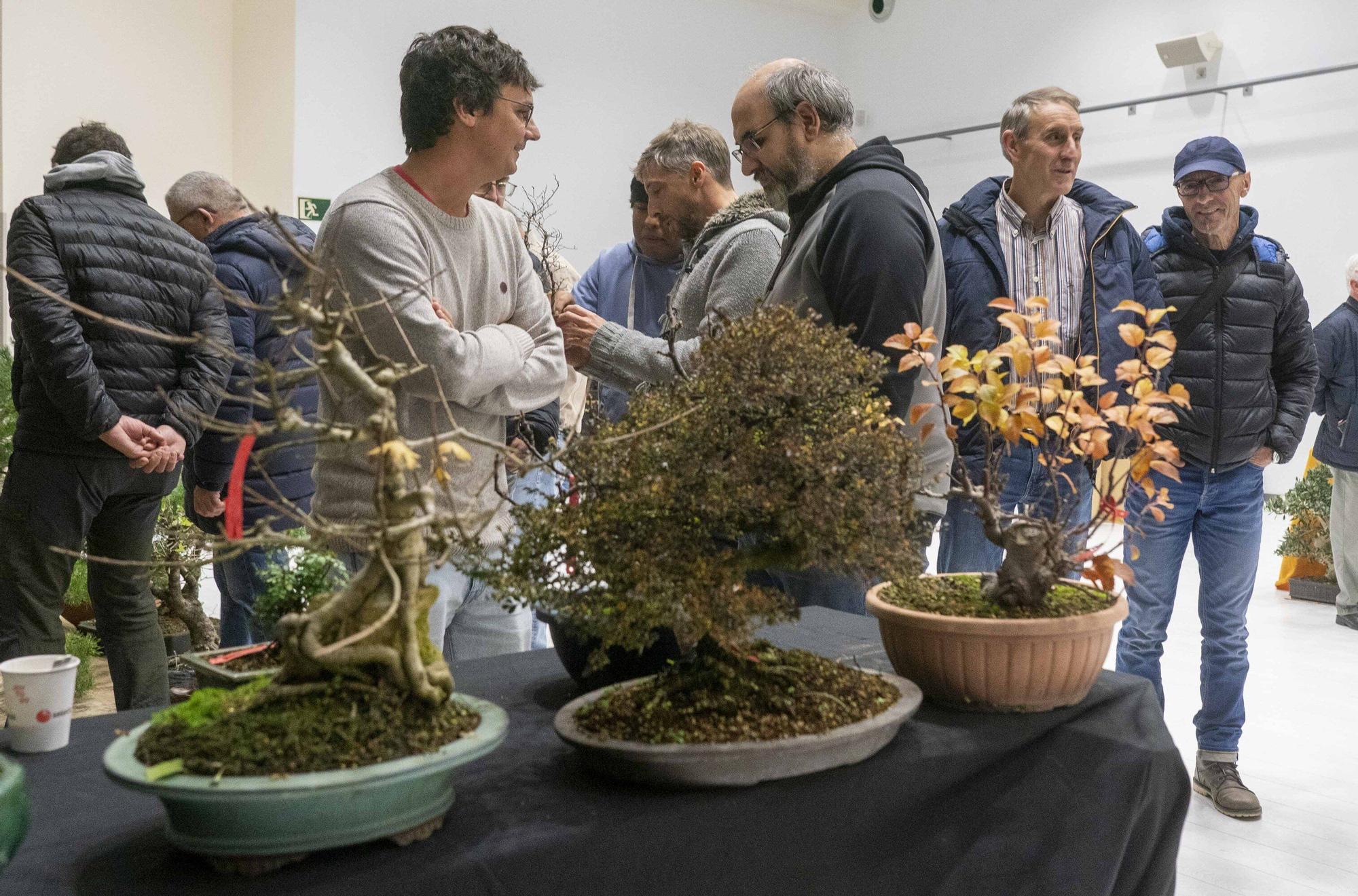 En imágenes: El arte del bonsái llega a Vitoria-Gasteiz