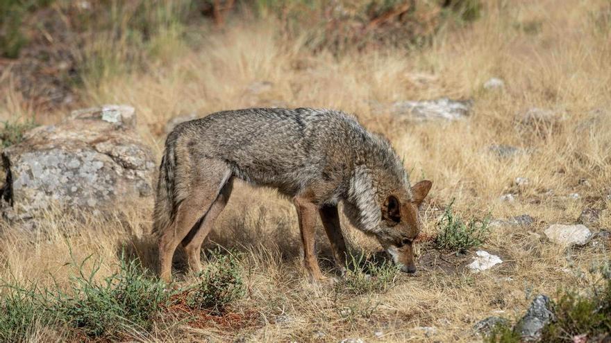 El Supremo avala la caza del lobo sólo si es la única solución para evitar daños al ganado