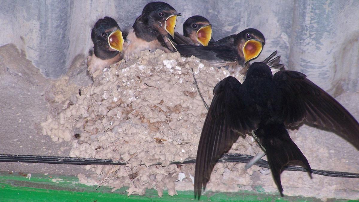 Una golondrina alimenta a sus crías en un nido.
