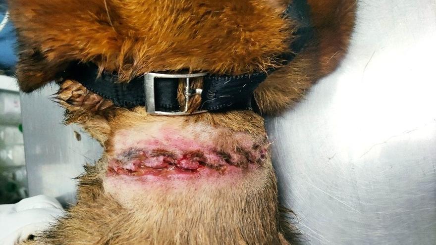 Maltrato animal en Navarra: dos investigados tras hallarse un perro con graves heridas y animales en condiciones insalubres