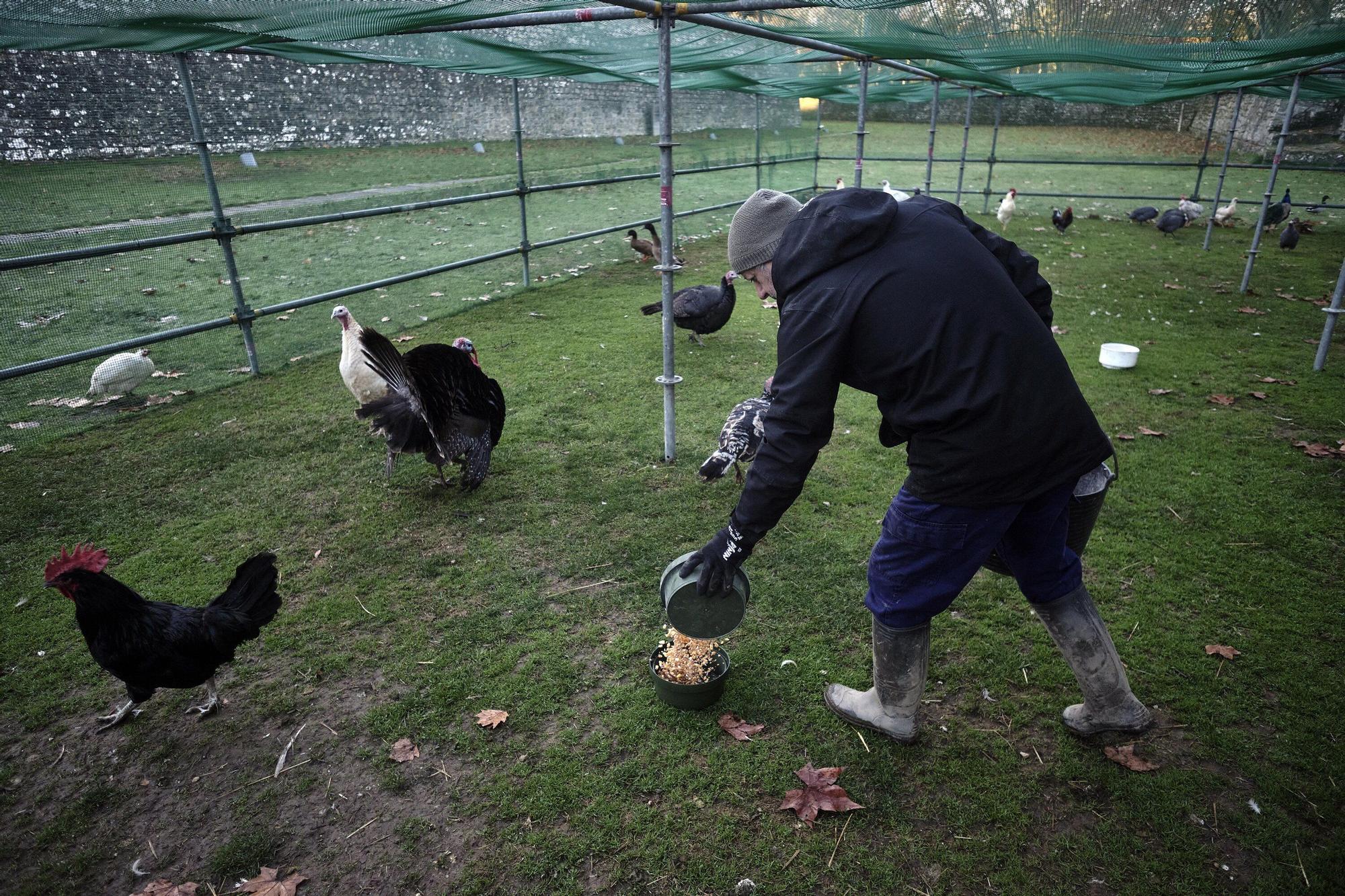 Las medidas contra la gripe aviar en la Taconera de Pamplona