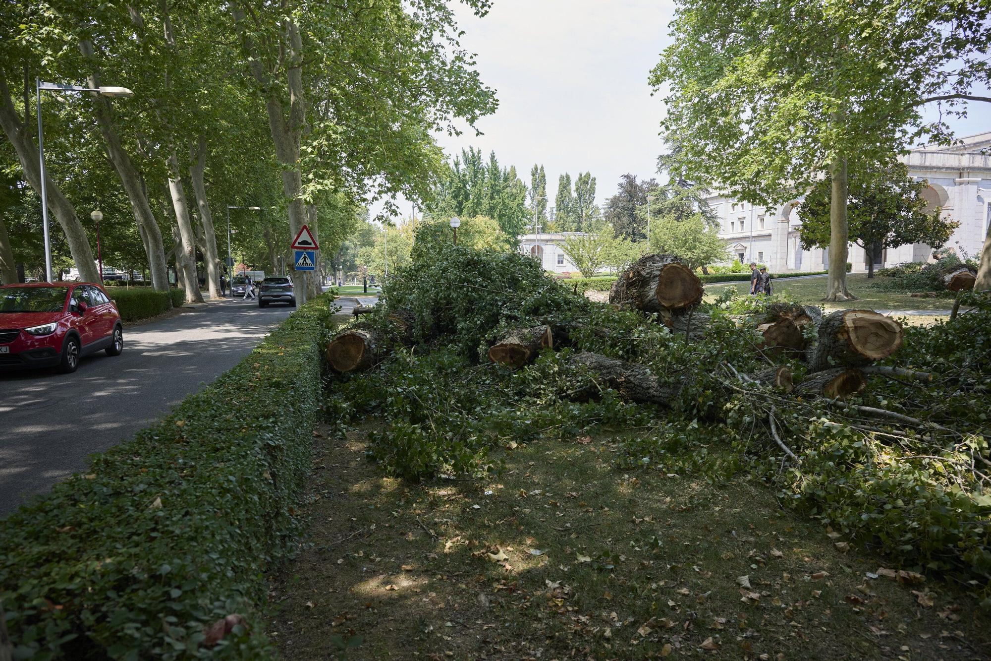 Tala de árboles en la Universidad de Navarra