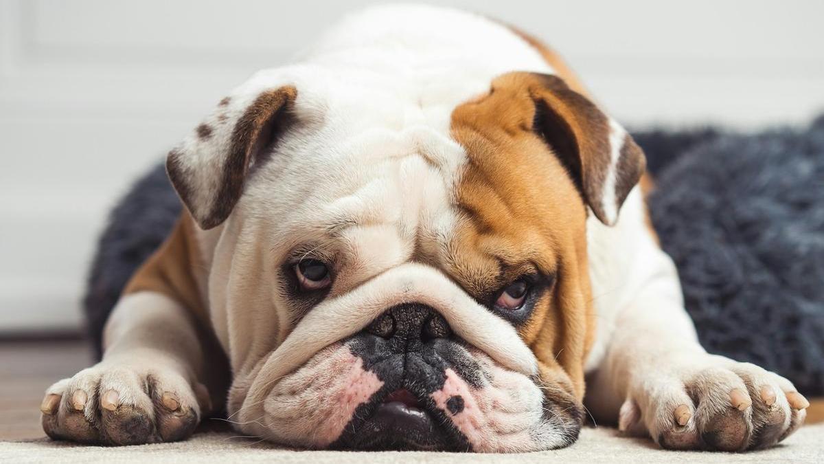 Tranquilo y cariñoso, el bulldog inglés prefiere las siestas al ejercicio intenso.