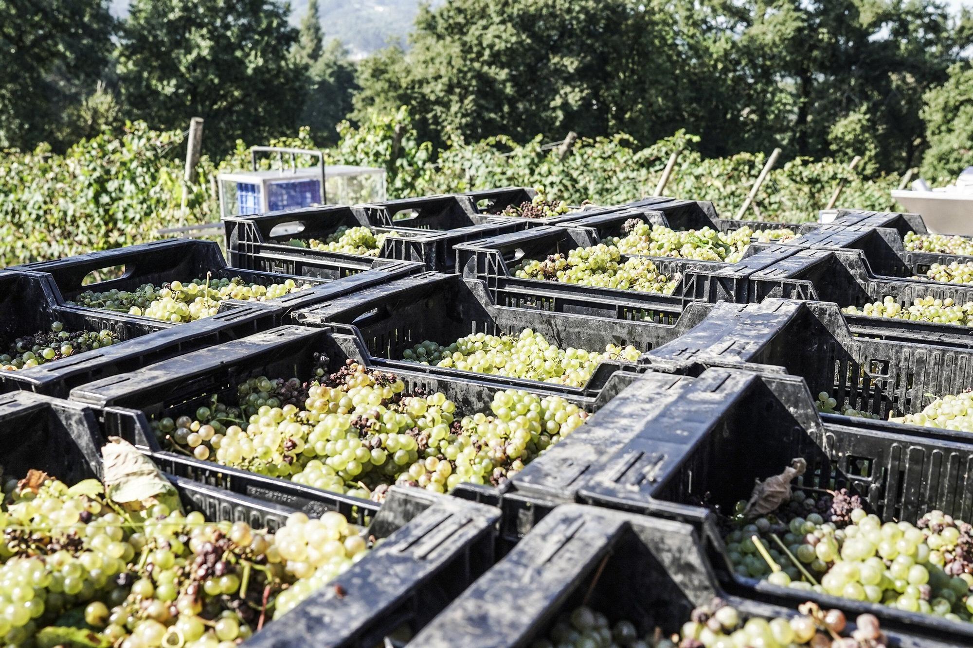 Las bodegas de Bizkaia afrontan una vendimia abierta a la esperanza