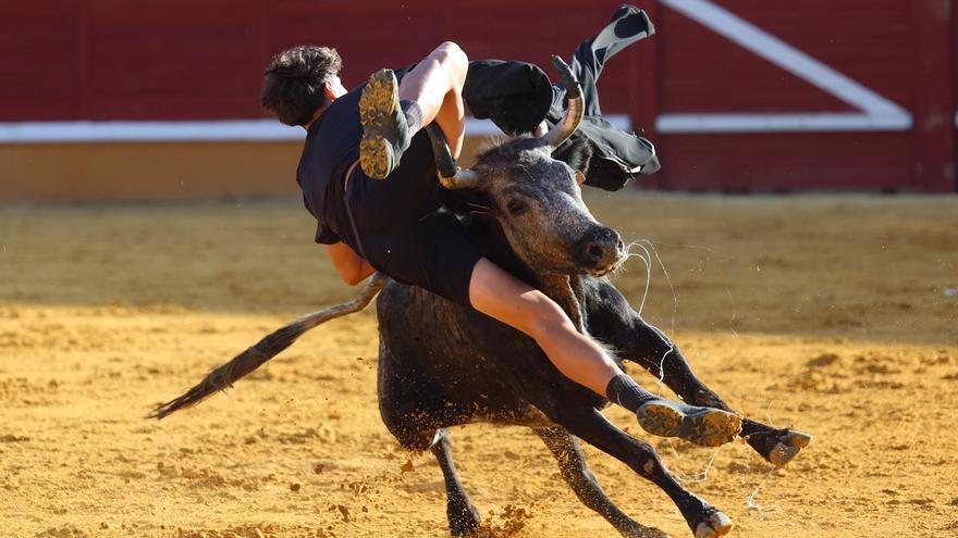 Revolcón de un mozo en las vaquillas de Tudela