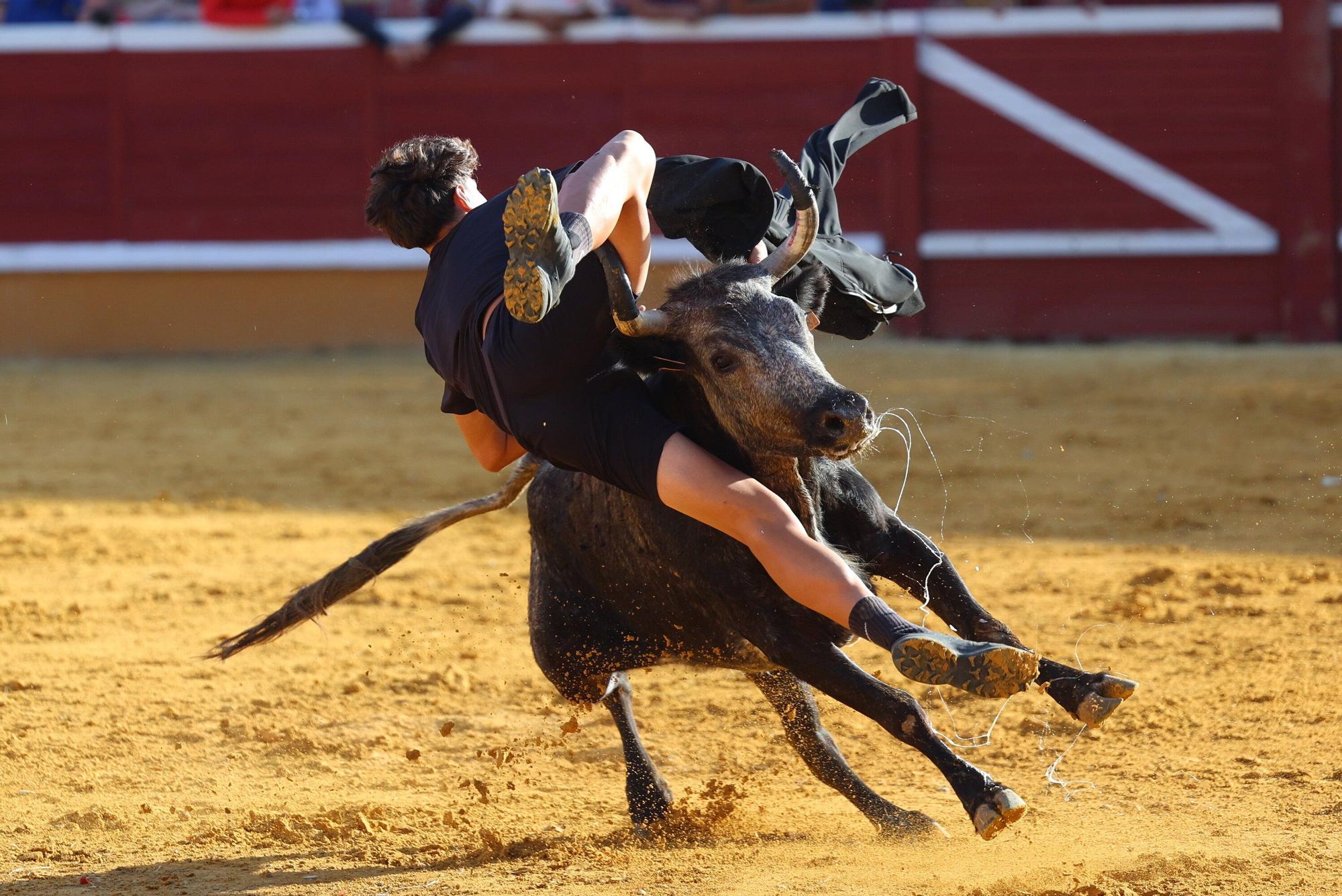 Revolcón de un mozo en las vaquillas de Tudela