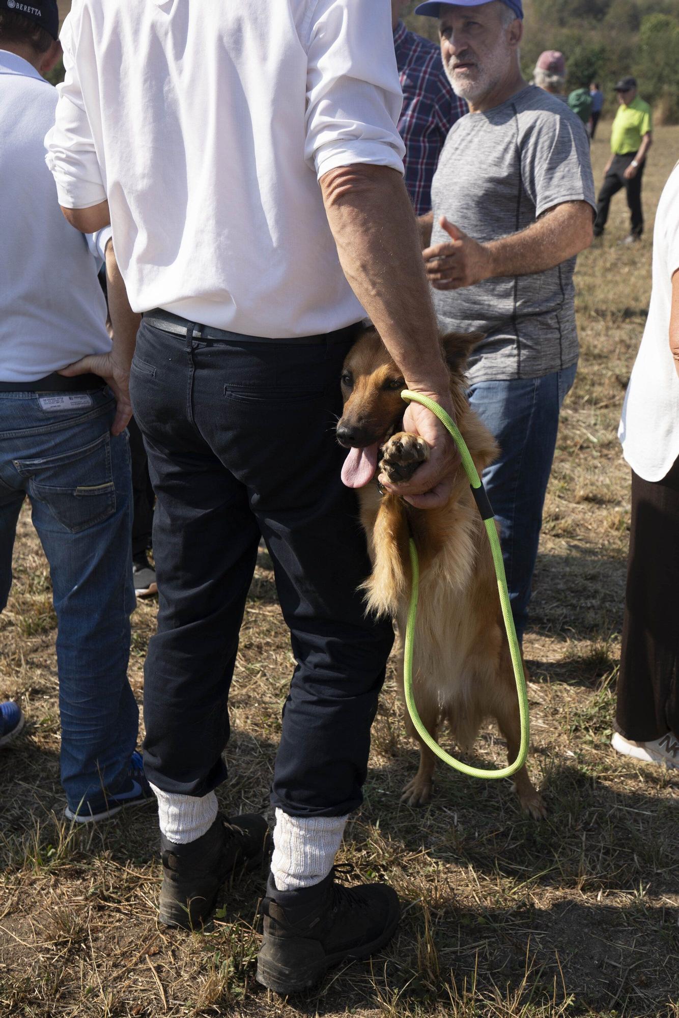 En imágenes: LXI edición del Campeonato de Araba de Perro de Pastor