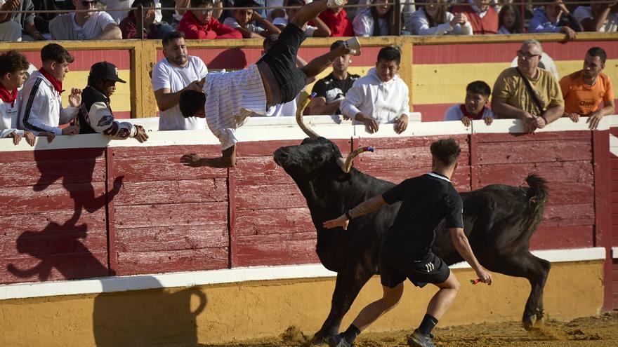 Suelta de vaquillas en las fiestas de Tudela (viernes 25 de julio de 2025)