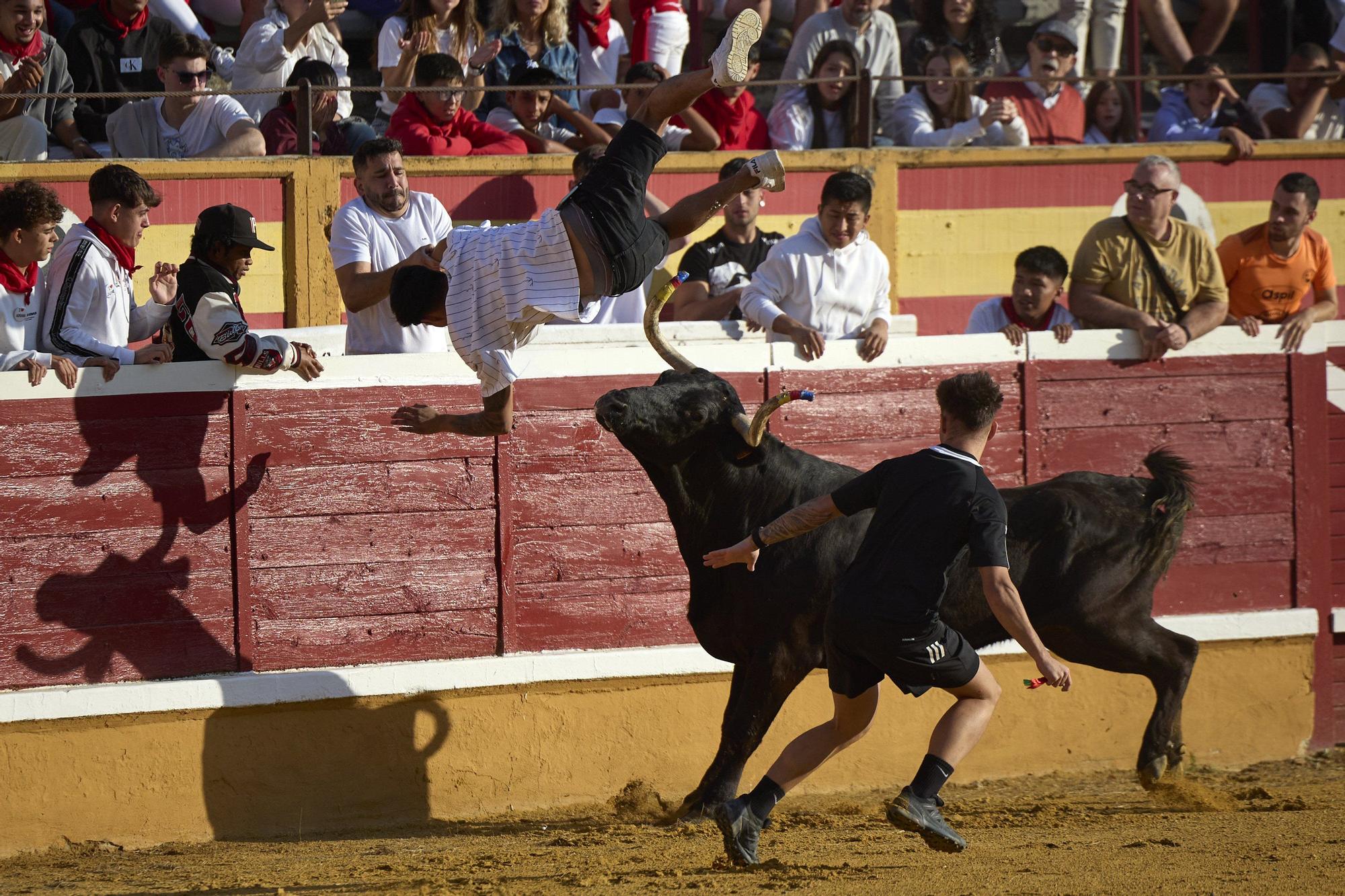 Suelta de vaquillas en las fiestas de Tudela (viernes 25 de julio de 2025)