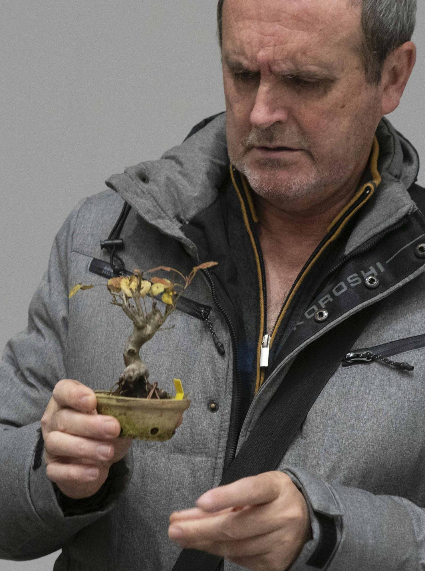 En imágenes: El arte del bonsái llega a Vitoria-Gasteiz