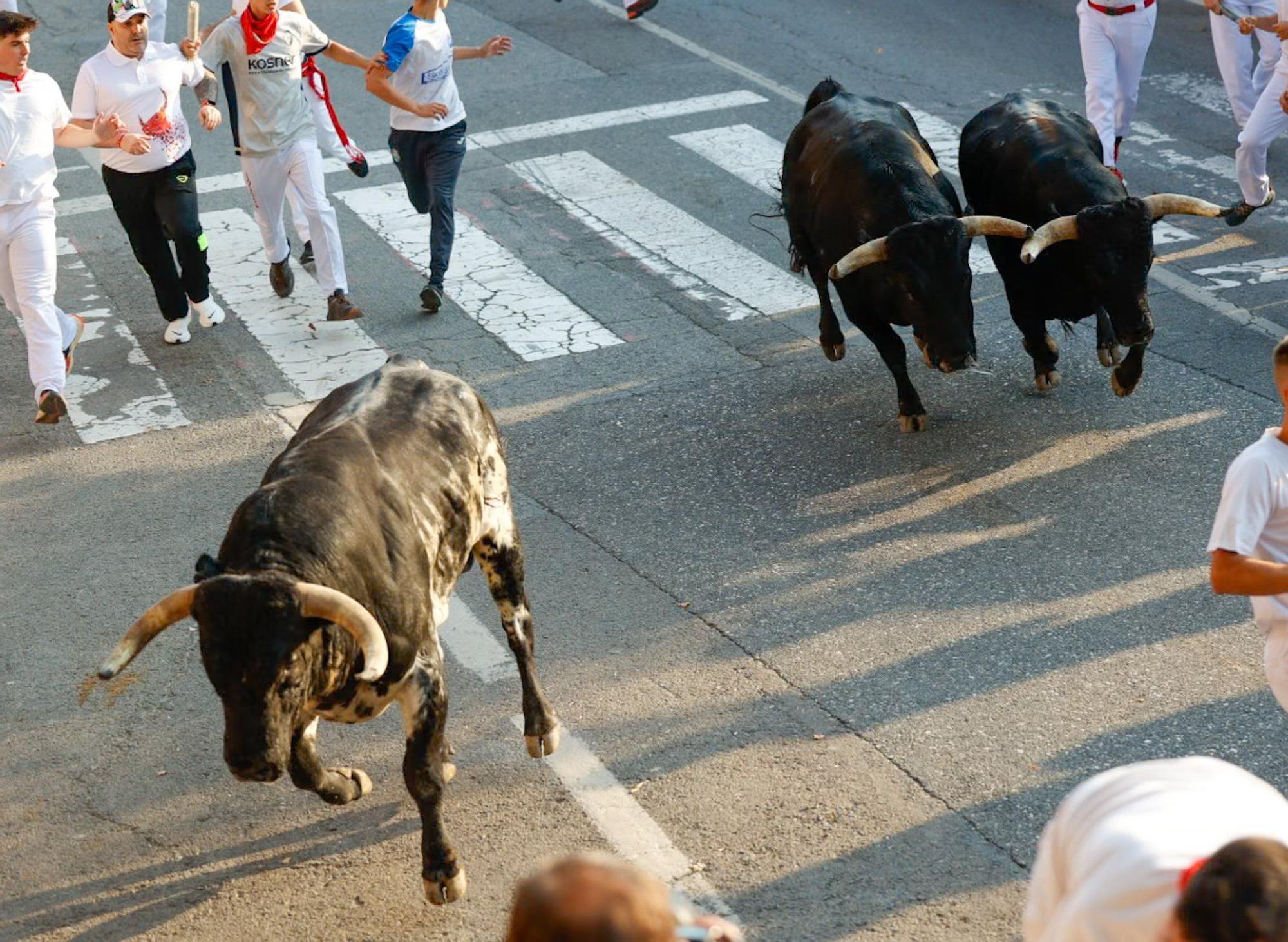 Fotos del primer encierro de fiestas de Tafalla