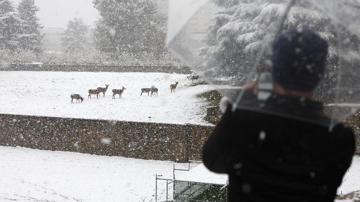 Una persona fotografía a los ciervos La Taconera.