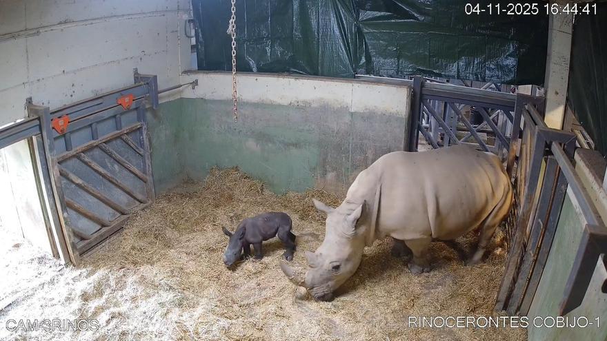 Milagro tras 491 días: el primer rinoceronte blanco nace en Bioparc Valencia