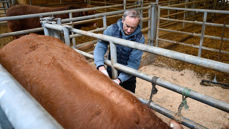 Comienza la vacunación de las 42.500 cabezas de ganado bovino de Gipuzkoa