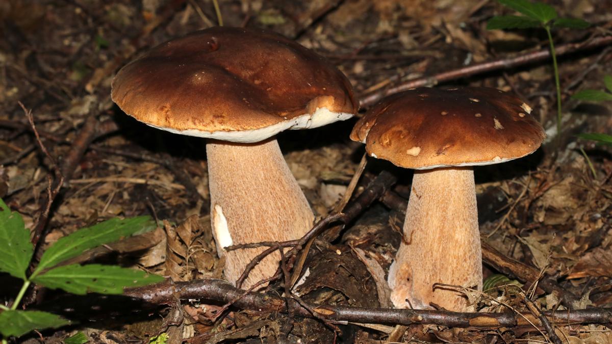 Boletus reticulatus.