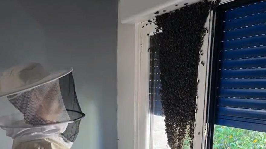 El calor activa a las abejas y moviliza a los bomberos de Bizkaia