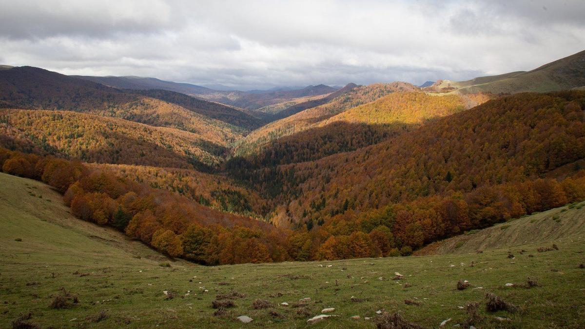 Panorámica de la Selva de Irati, en Navarra.