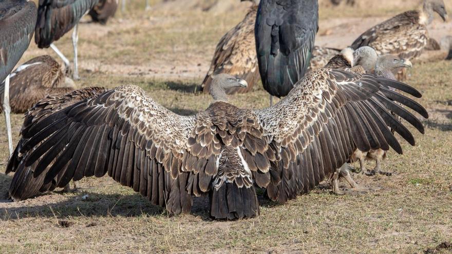 Decenas de buitres acaban con un potrillo en minutos