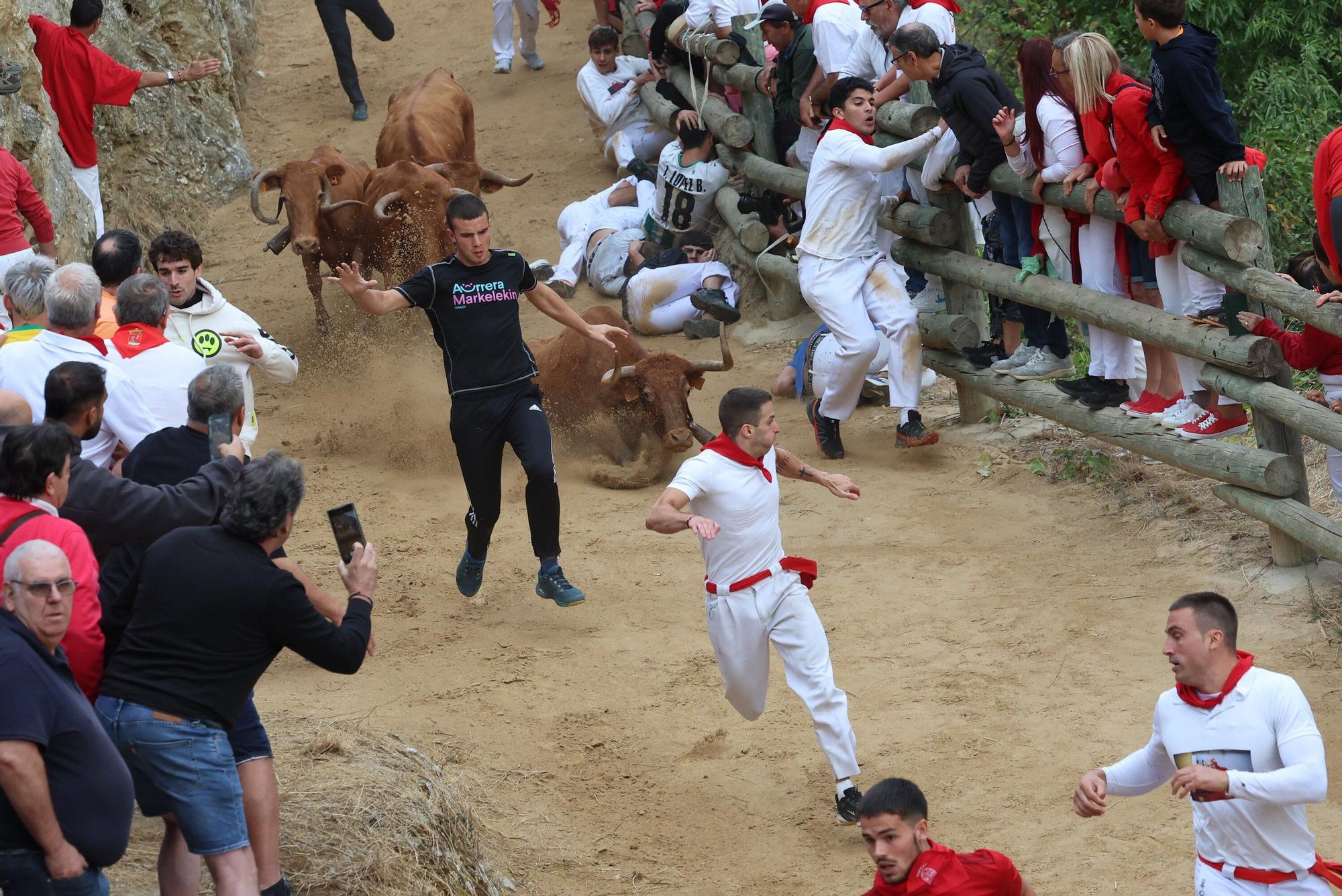 Fotos del sexto encierro del Pilón de Falces 2025, con vacas de Hípica Zahorí