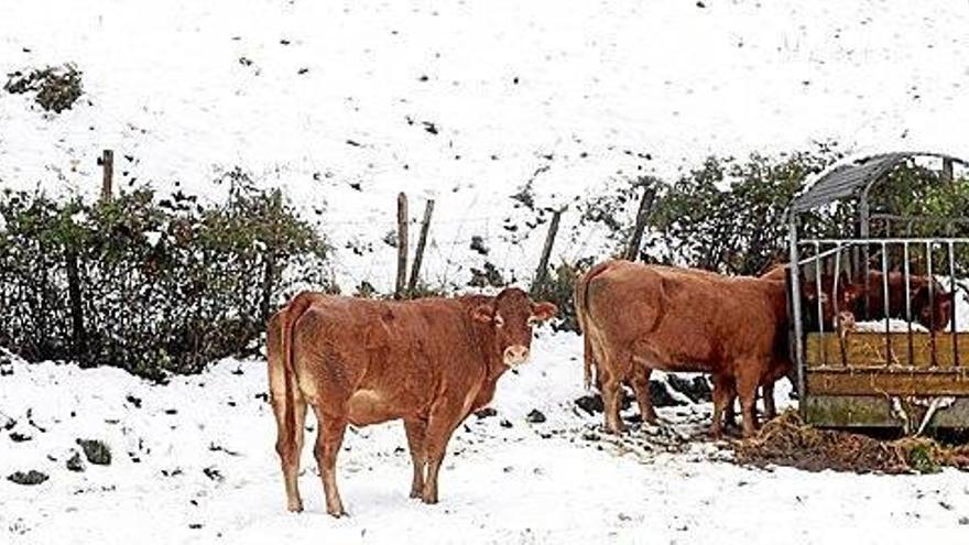 Vacas alimentándose rodeadas de nieve