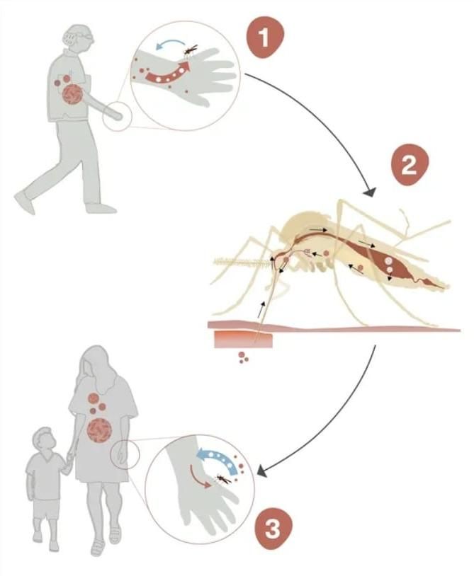 Los mosquitos tienen que picar a una persona infectada para poder transmitir el patógeno.