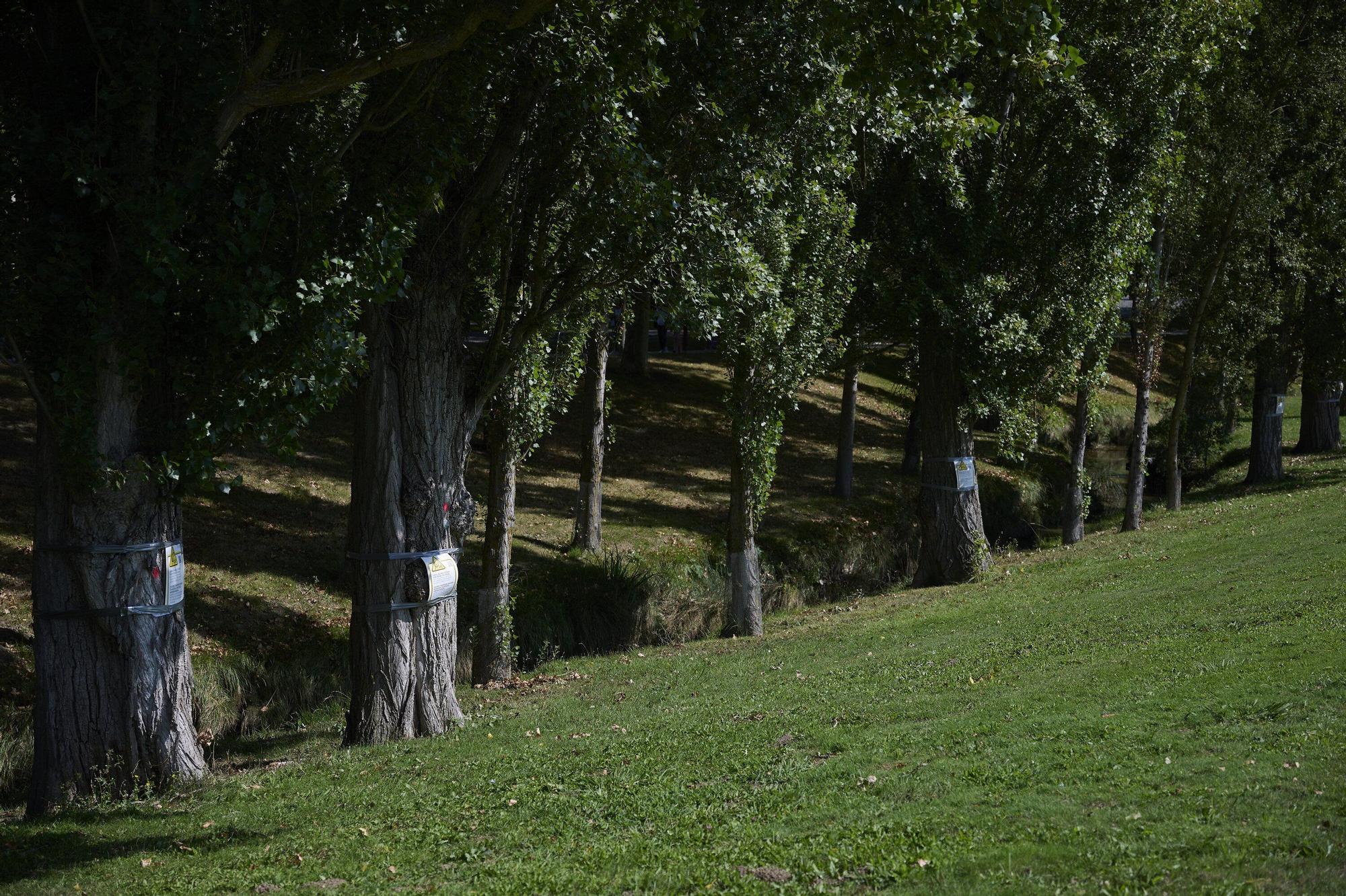 Tala de árboles en la Universidad de Navarra