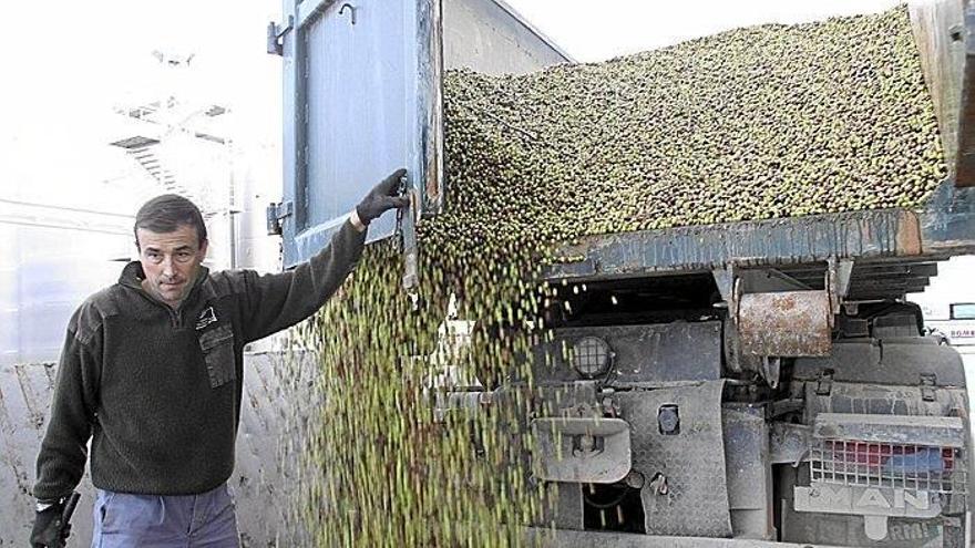 Un agricultor descarga un remolque de oliva ayer, el primer día de recogida en el Trujal Almazara de Tudela.