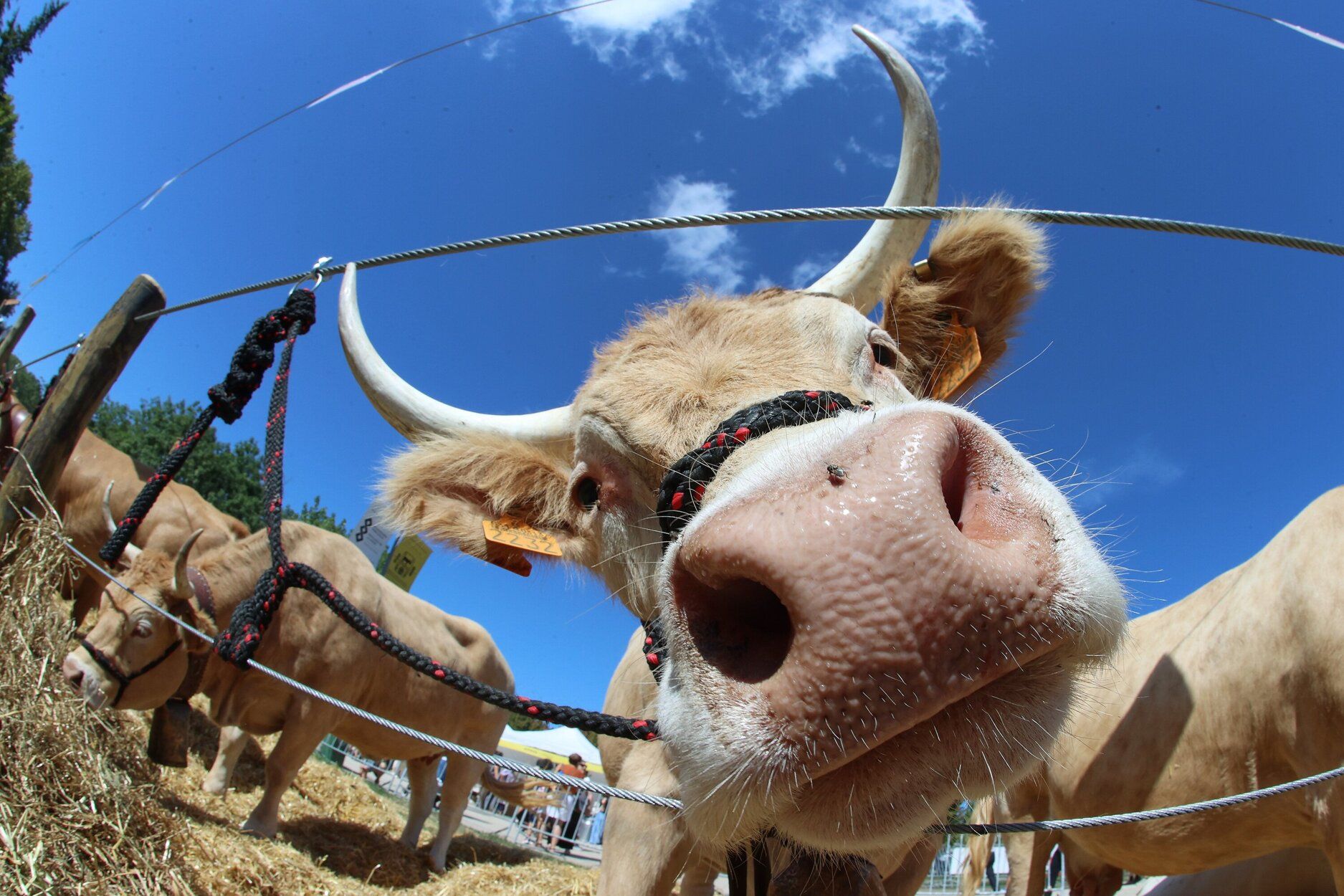 Fotos de la feria de ganado autóctono este sábado en Pamplona