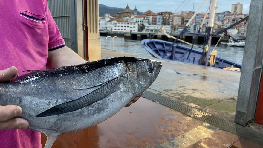 Un pesquero de Bermeo descarga los primeros bonitos de la temporada en Galicia